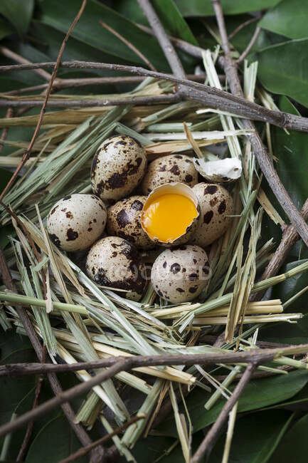 Сверху выстрел соломы и листвы гнездо с перепелиными яйцами и один стук, показывающий золотой желток. — стоковое фото