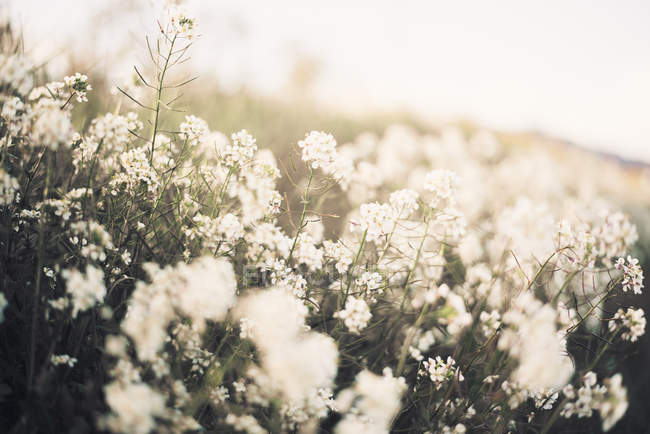 Flores blancas en flor que crecen en el prado - foto de stock