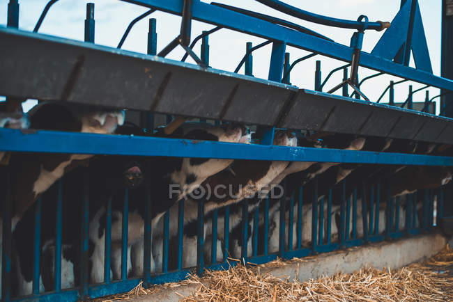 Calves drinking milk from feeding machine — Stock Photo