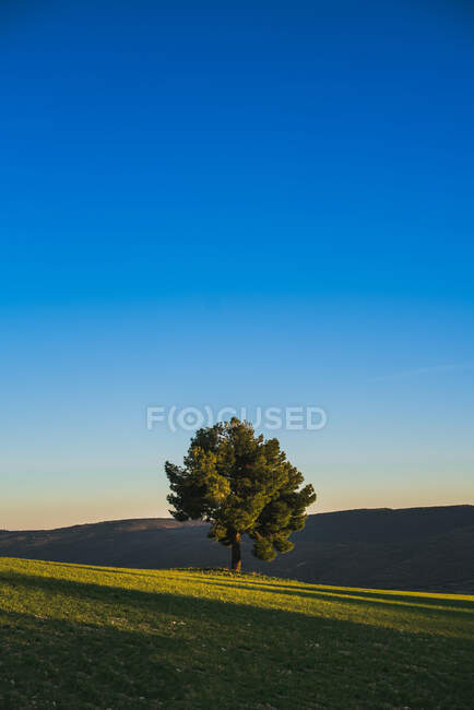 Хвойне дерево на яскраво блакитному небі — стокове фото