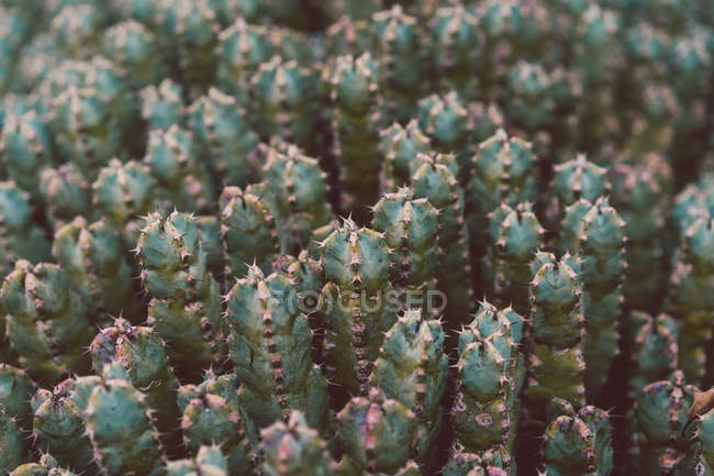 Nahaufnahme grüner stacheliger Kaktus — Stockfoto