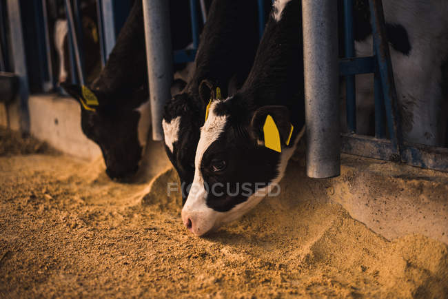Kälber im Gehege auf Bauernhof — Stockfoto