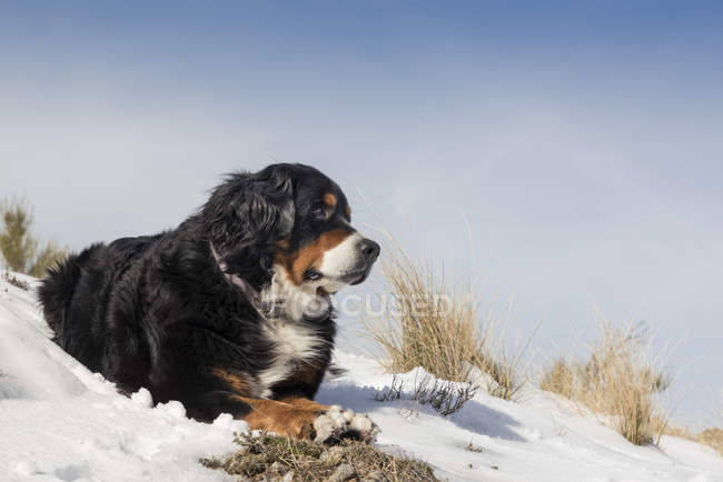 Cane che riposa sulla collina innevata — Foto stock