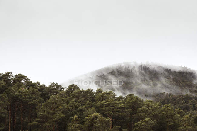 Brouillard brumeux dans la forêt de pins — Photo de stock