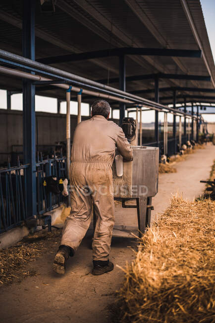 Вид ззаду фермера, що йде з контейнером для молока і готується годувати телят — стокове фото