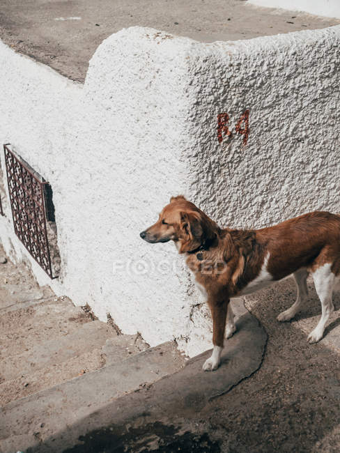 Собака стоит у грубой стены на открытом воздухе — стоковое фото