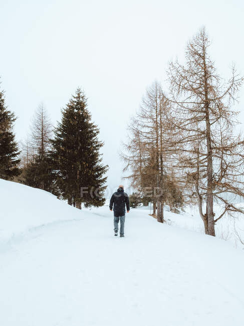 Petits arbres sempervirents dans la nature enneigée en journée d'hiver, Sankt Moritz, Suisse — Photo de stock