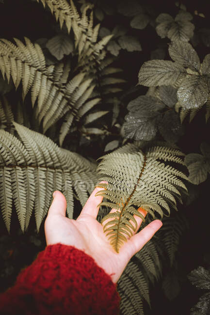 Mão de colheita em vermelho tocando suavemente folha verde de samambaia arbusto em vegetação exuberante da floresta, Bizkaia — Fotografia de Stock