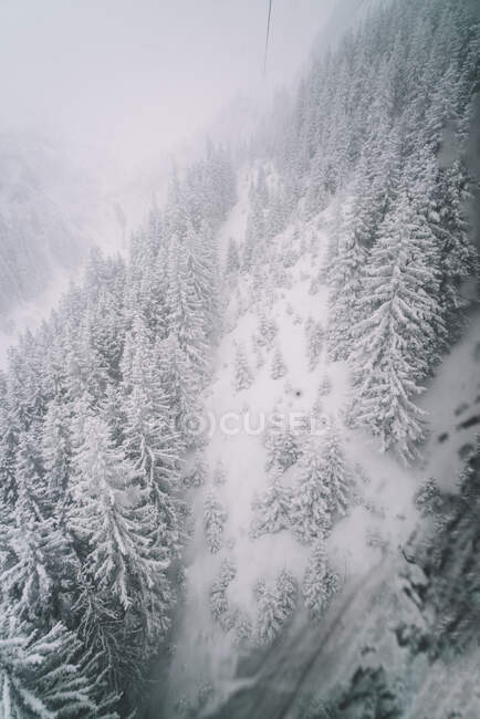Снігові сосни сніговий пейзаж . — стокове фото
