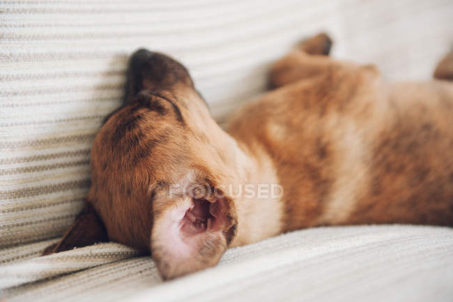 Маленький щеня спить на ковдрі — стокове фото