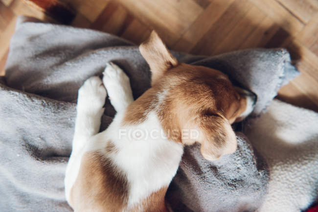 Cachorro durmiendo en manta - foto de stock