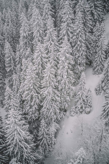 Schneebedeckte Kiefern Schneelandschaft. — Stockfoto
