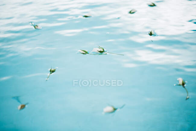 Rosas brancas flutuando no espaço aquático azul com luz solar em ondas pequenas — Fotografia de Stock