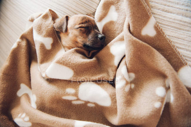 Cachorro durmiendo bajo manta marrón - foto de stock