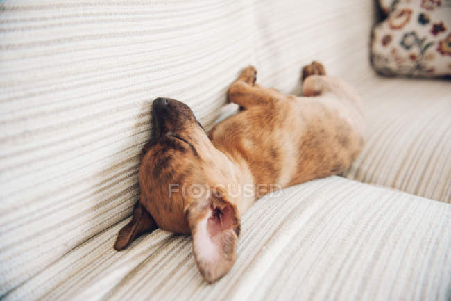 Little puppy sleeping on sofa — Stock Photo
