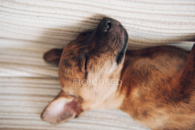 Piccolo cucciolo che dorme sul divano — Foto stock