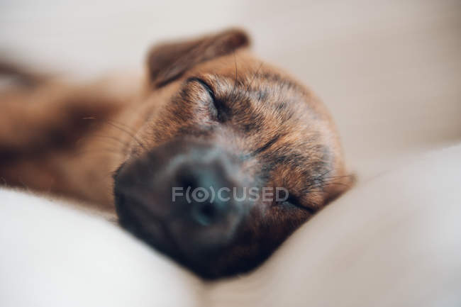 Bozal de lindo cachorro dormido - foto de stock