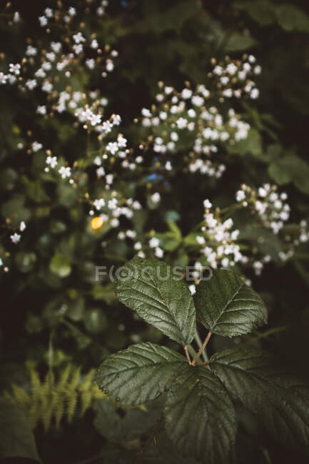 Gros plan sur le feuillage luxuriant et les fleurs minuscules et douces qui fleurissent dans la forêt d'été, Durango, Bizkaia — Photo de stock