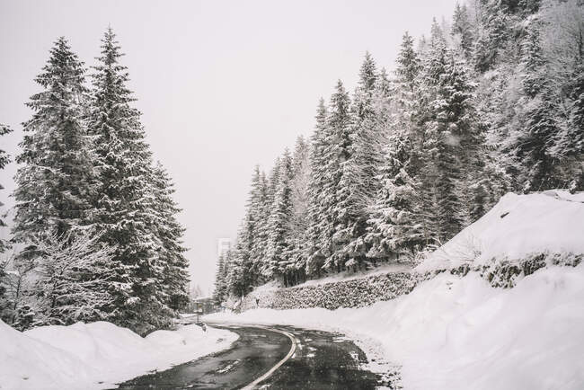 Camino nevado de montaña y árboles - foto de stock