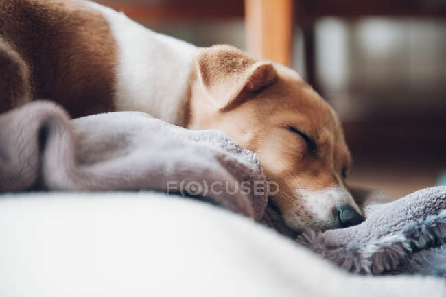 Щенок спит на одеяле — стоковое фото