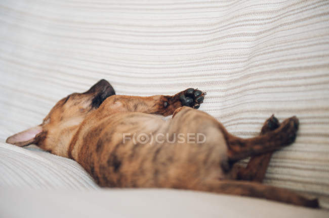 Kleiner Welpe schläft auf Sofa — Stockfoto