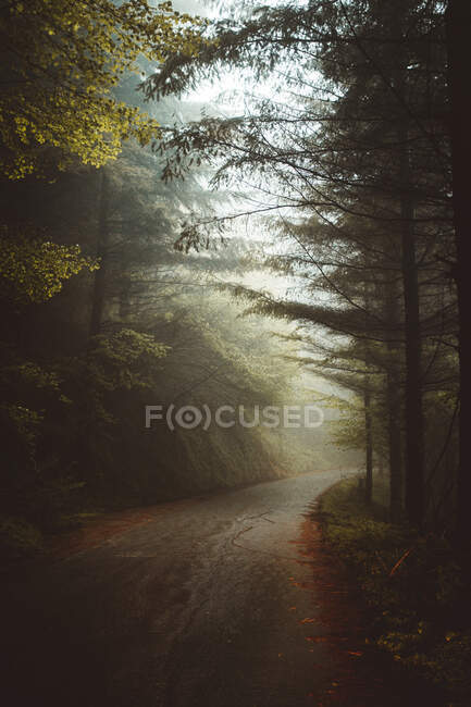 Вигляд на порожню тиху дорогу між темними деревами в тумані і тумані, Дуранго, Біская — стокове фото