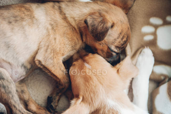 Cute puppies sleeping together placidly — Stock Photo