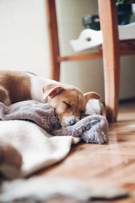 Милый щенок спит дома — стоковое фото
