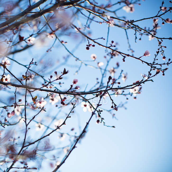 Ветви с мягкими цветущими цветами — стоковое фото