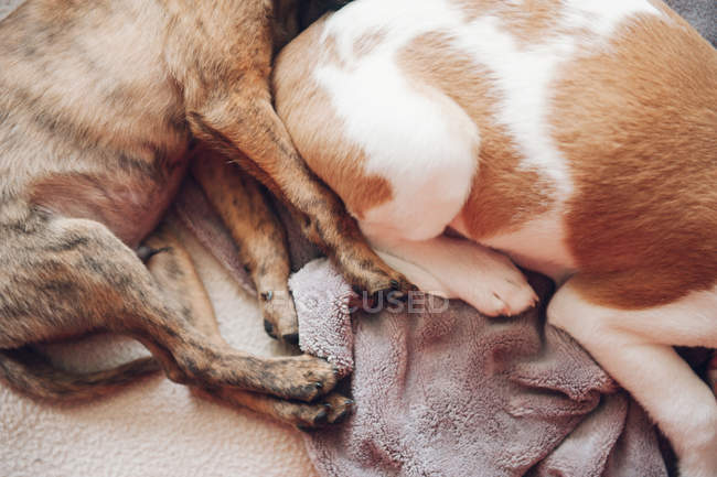 Paws of cute sleeping puppies — Stock Photo