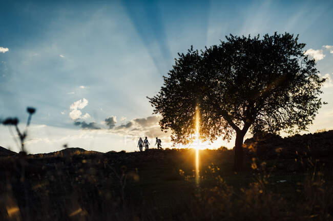 Silhueta de um casal caminhando ao pôr do sol cênico perto de uma árvore — Fotografia de Stock