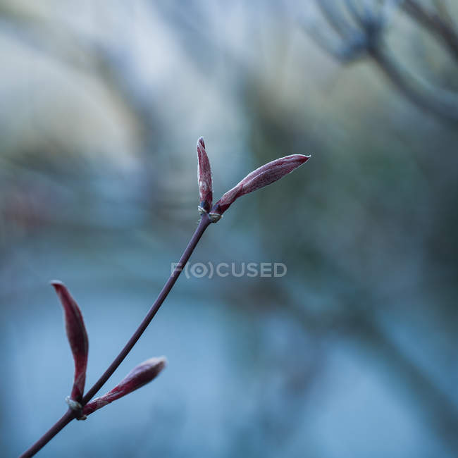 Blattloser Zweig mit Frühlingsknospen — Stockfoto