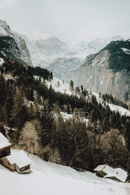 Forest and mountains covered with snow — Stock Photo