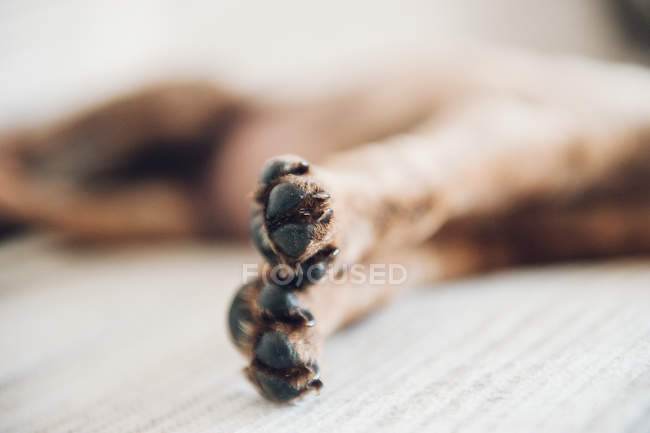 Las patas de la mentira cachorro marrón - foto de stock