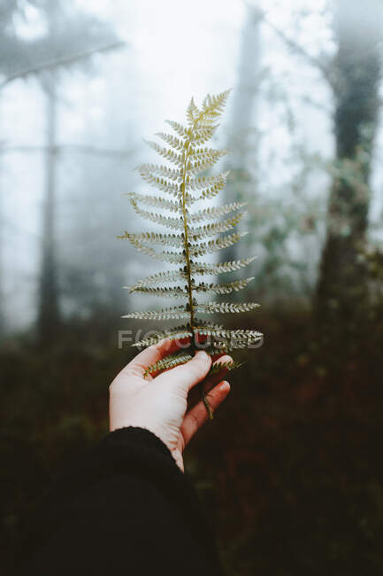 Coltiva tenera mano tenendo foglia di felce verde nella nebbiosa foresta oscura, Durango, Bizkaia — Foto stock
