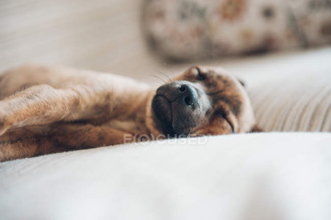 Маленький щенок спит на диване — стоковое фото