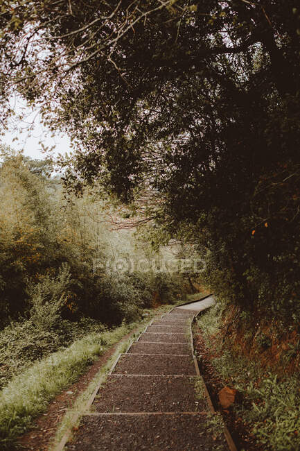 Тротуарна доріжка в зеленому лісі — стокове фото
