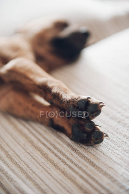 Лапы спящего щенка — стоковое фото