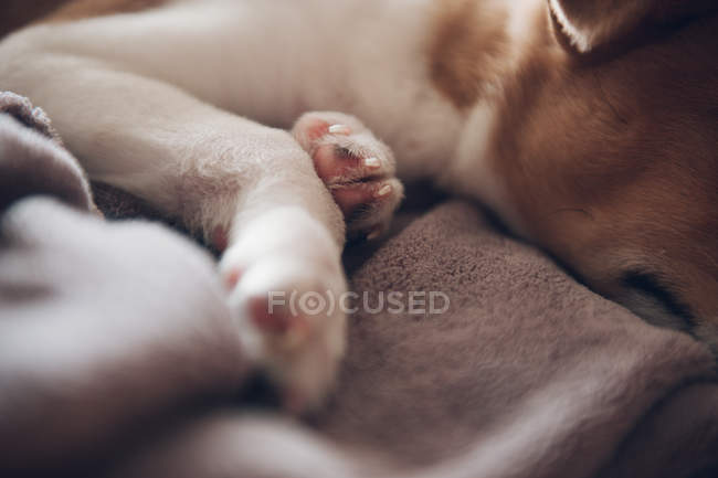 Cachorro dormindo em cobertor — Fotografia de Stock