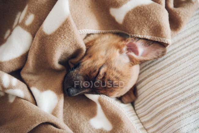 Щеня сплять під коричневі ковдру — стокове фото