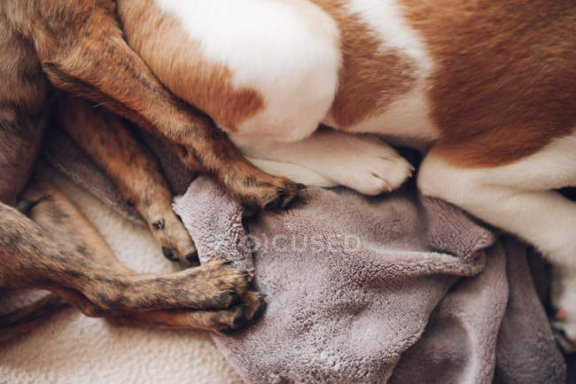 Zampe di due cuccioli addormentati — Foto stock