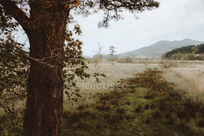 Paesaggio di ampi terreni verdi con alberi e montagne sullo sfondo, Urdaibai, Bizkaia — Foto stock