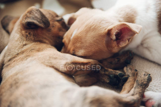 Cute puppies sleeping together — Stock Photo