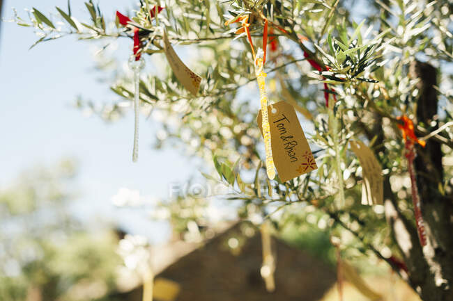 Paper cards with names hanging on tree branches in countryside. — Stock Photo