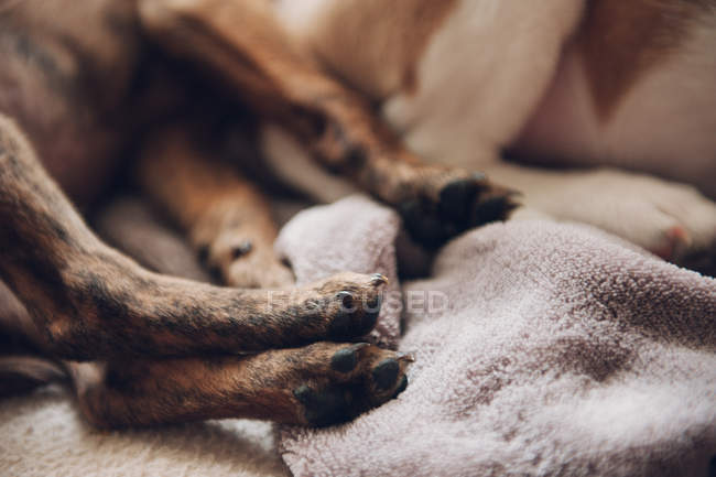 Paws of two sleeping puppies — Stock Photo