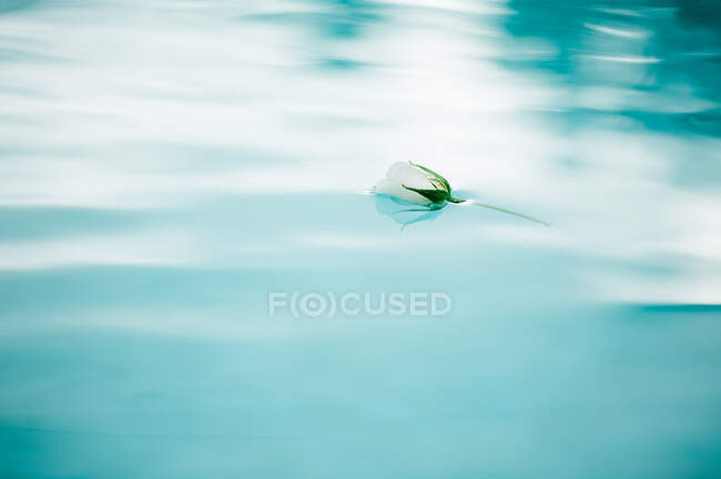 Біла квітка на блакитній воді — стокове фото