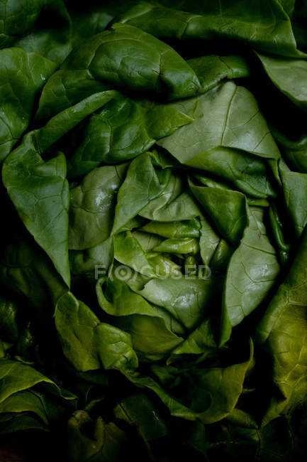 Cabeza de lechuga verde fresca - foto de stock