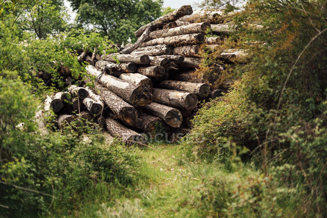 Grandes troncos de árboles preparados para su transporte en el bosque verde. - foto de stock