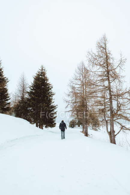 Homme marchant entre les arbres nus — Photo de stock
