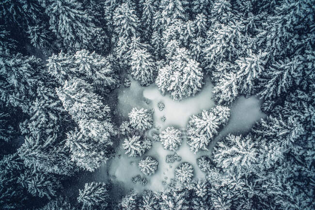Snowy pine trees snow landscape. — Stock Photo